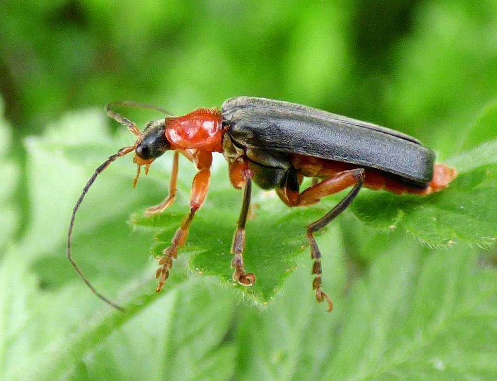Soldier Beetle (Cantharis pellucida) by julienne1