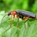 Soldier Beetle (Cantharis pellucida) by julienne1