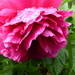 Peony after the rain! by cmp