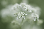 22nd May 2016 - Cow Parsley