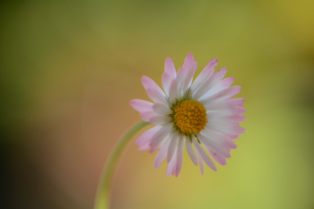 Simplicity - lawn daisy  by ziggy77