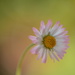 Simplicity - lawn daisy  by ziggy77