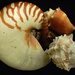 Shells by mcsiegle