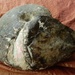 Ammonite by mcsiegle