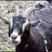 Friendly goat by rosiekind