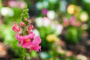 21st May 2016 - (Day 98) - Pink Snapdragons