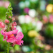 (Day 98) - Pink Snapdragons by cjphoto
