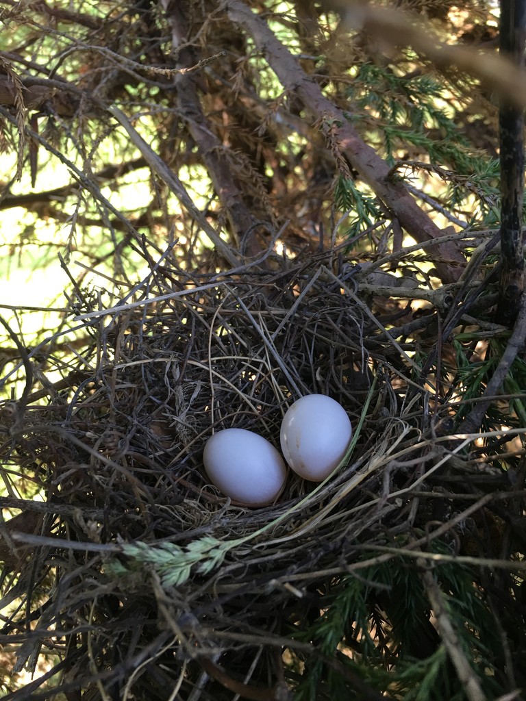 Morning Dove Eggs by frantackaberry