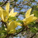 Lemon Magnolia by hellie