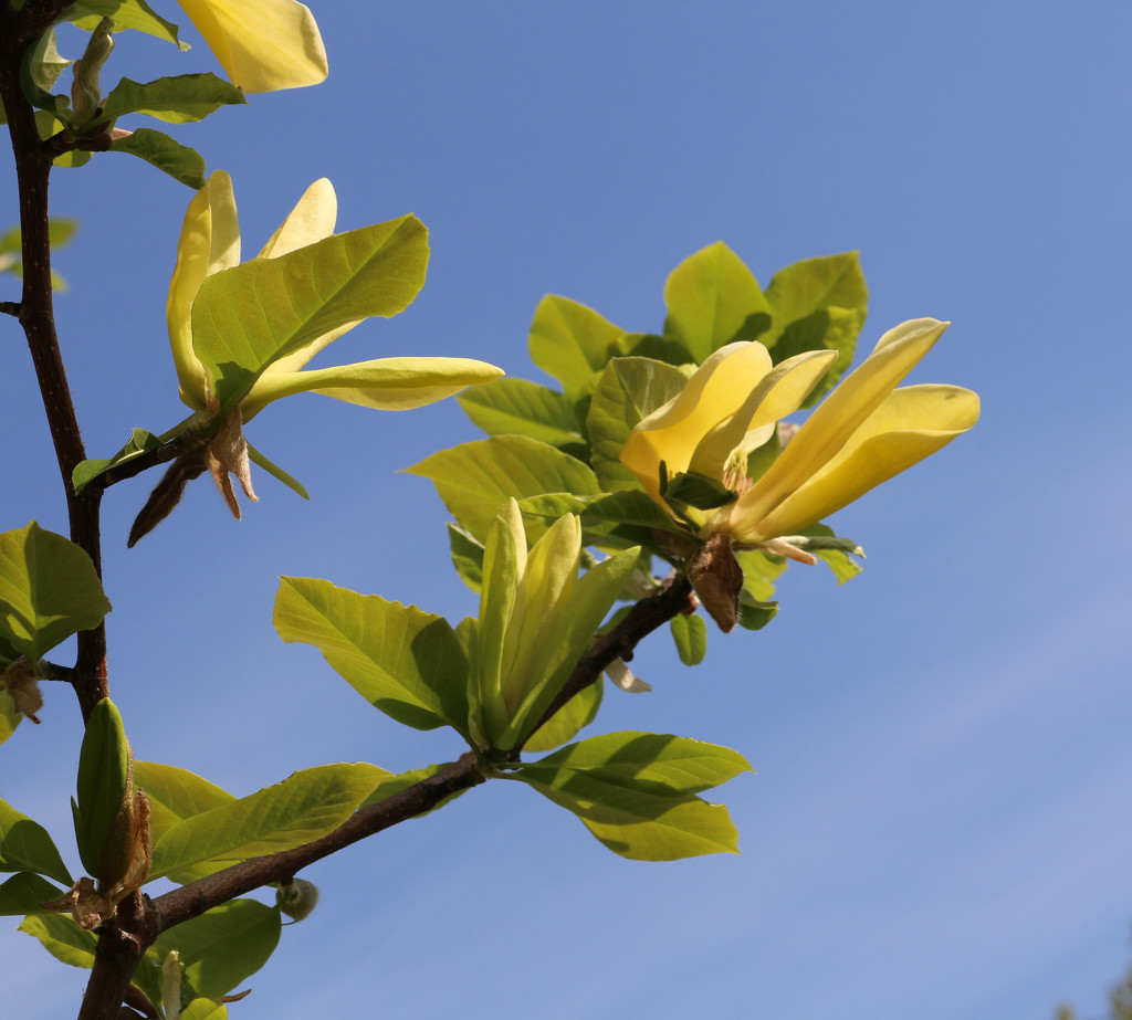 Lemon Magnolia and blue blue skies by hellie