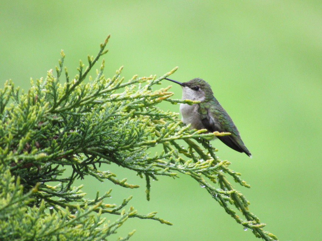 Hummingbird by mlwd