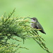 Hummingbird by mlwd