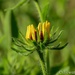 The Blackeyed Susans are opening! by thewatersphotos