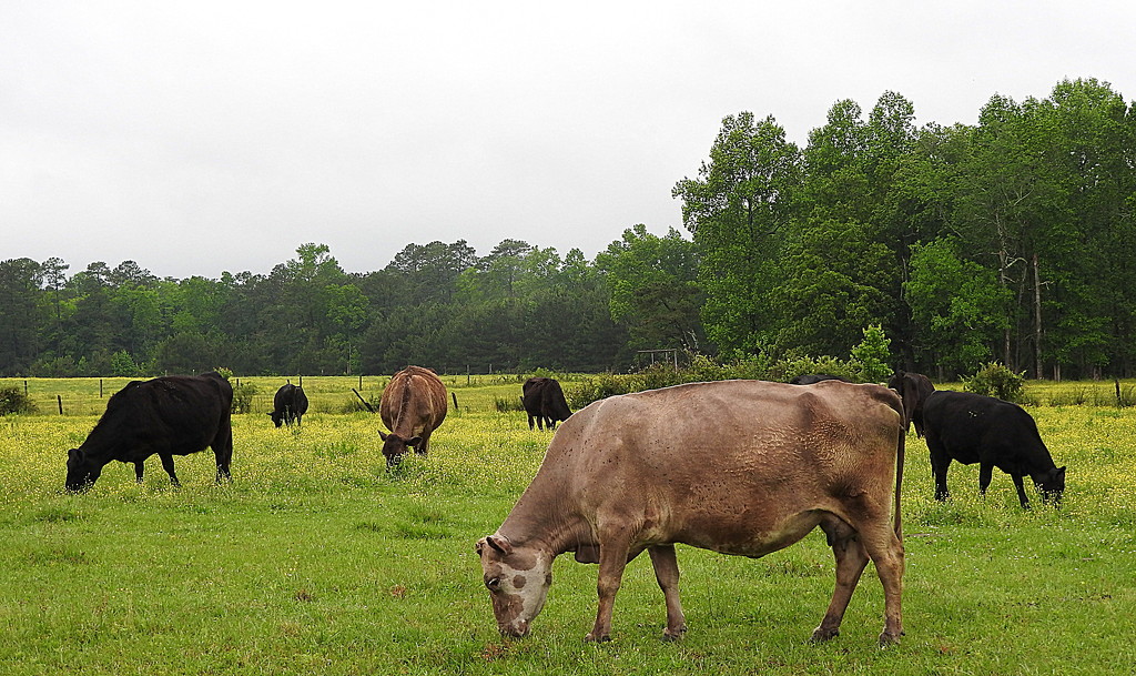 Cows in a field by homeschoolmom