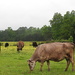 Cows in a field by homeschoolmom