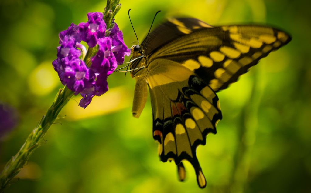 Nervous Butterfly! by rickster549