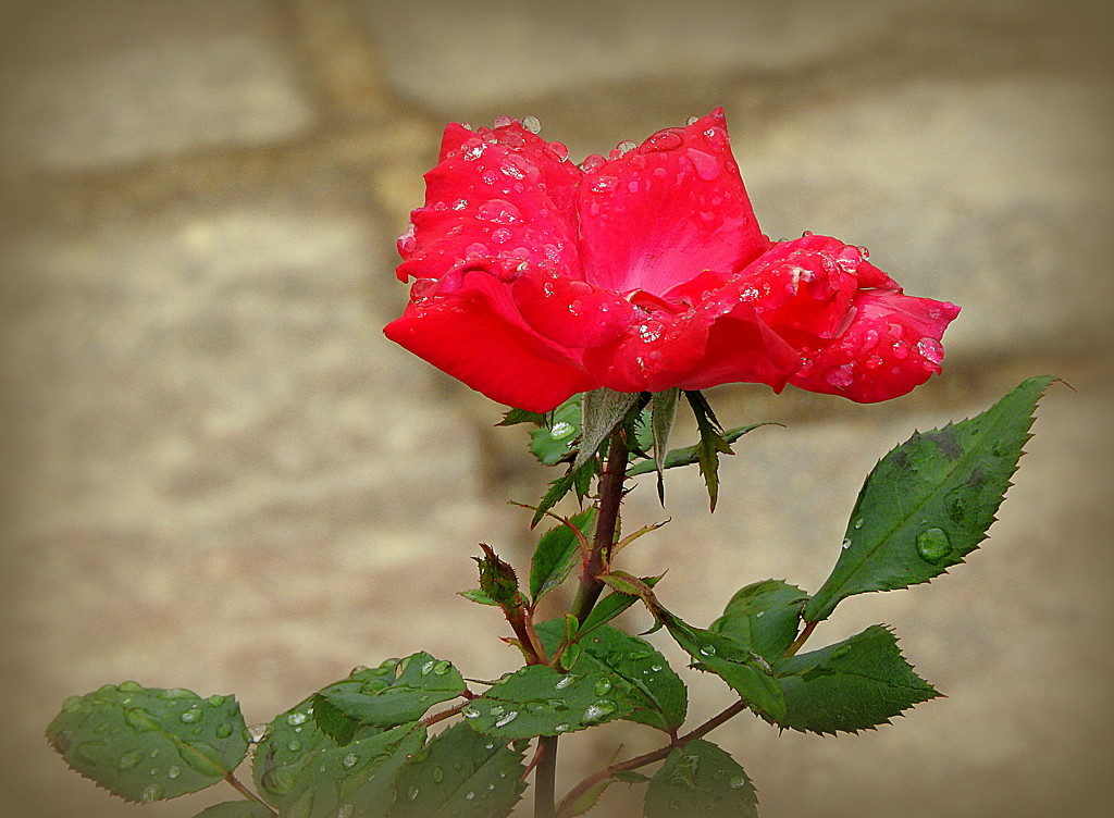 Memorial Rose by homeschoolmom
