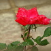 Memorial Rose by homeschoolmom