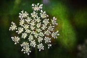22nd May 2016 - Queen Anne's Lace