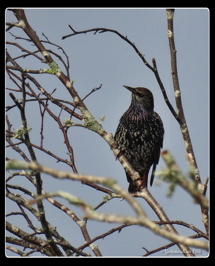 Starling by yorkshirekiwi