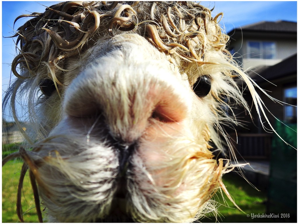 Wet alpaca by yorkshirekiwi