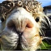 Wet alpaca by yorkshirekiwi
