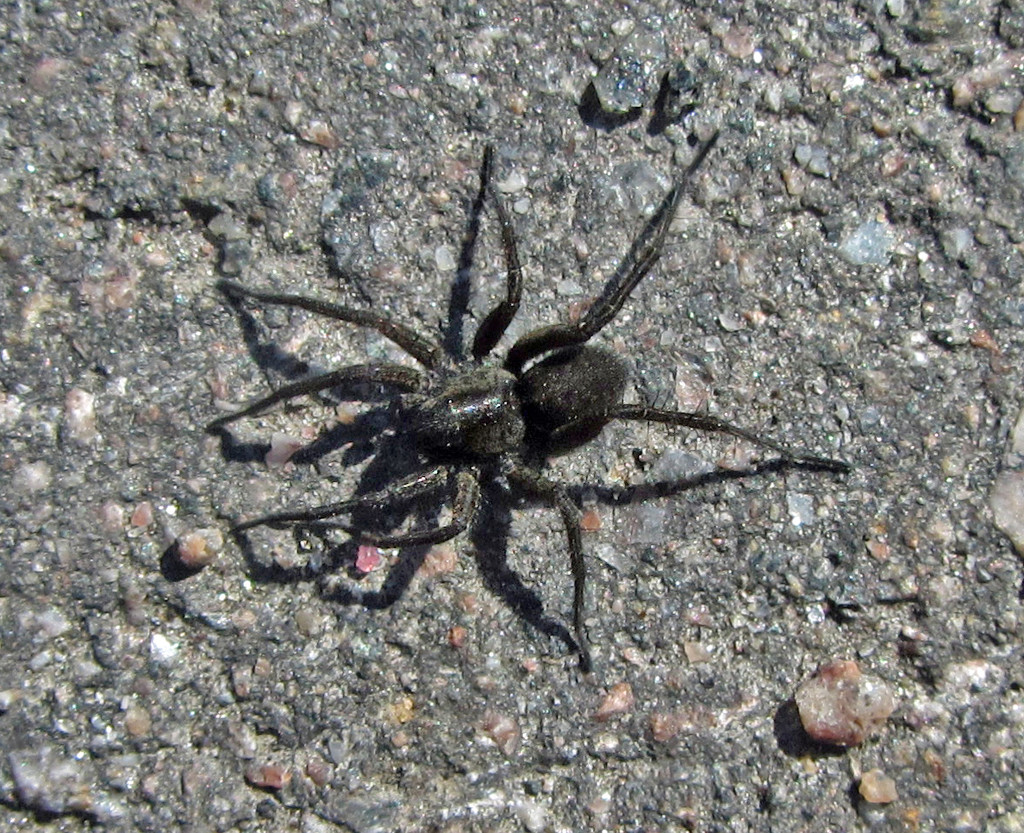 Spider on the road by annelis