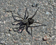 15th Apr 2016 - Spider on the road