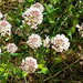 Alpine Penny-cress (Thlaspi caerulescens) - Kevättaskuruoho, Backskärvfrö   by annelis