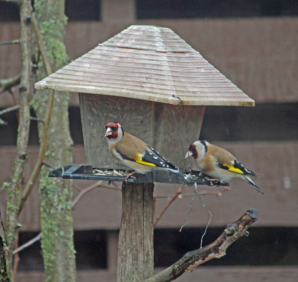 European goldfinch (Carduelis carduelis) - Tikli, Steglits  by annelis