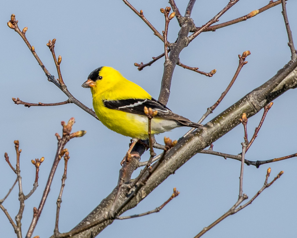 American Goldfinch by rminer
