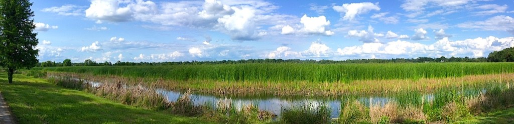 Marsh and wetlands near the Ashley River, Charleston, SC by congaree