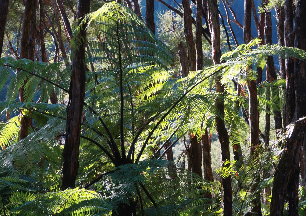 Sunlit Tree fern  by kiwinanna
