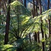 Sunlit Tree fern  by kiwinanna