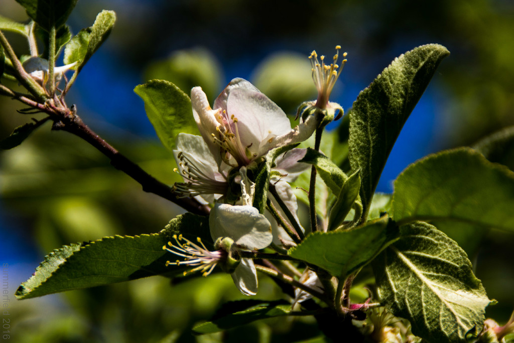 apple blossoms by summerfield