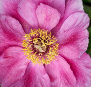 21st May 2016 - Early Peony - Close Crop