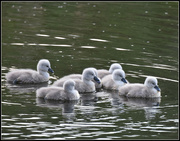 23rd May 2016 - The cygnets 