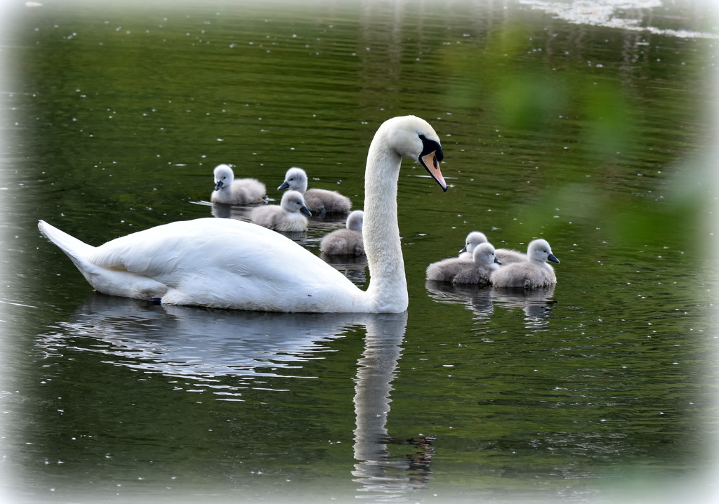 The Swan Family by rosiekind