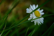 23rd May 2016 - Finding daisy