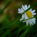 Finding daisy by ziggy77