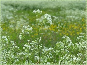 23rd May 2016 - Cow parsley and buttercups,
