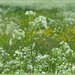 Cow parsley and buttercups, by jokristina