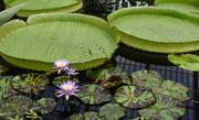 22nd May 2016 - Waterlilies