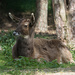 Deer by leonbuys83