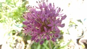 23rd May 2016 - My one and only allium