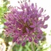 My one and only allium by cpw