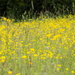 Buttercups and grasses by flowerfairyann