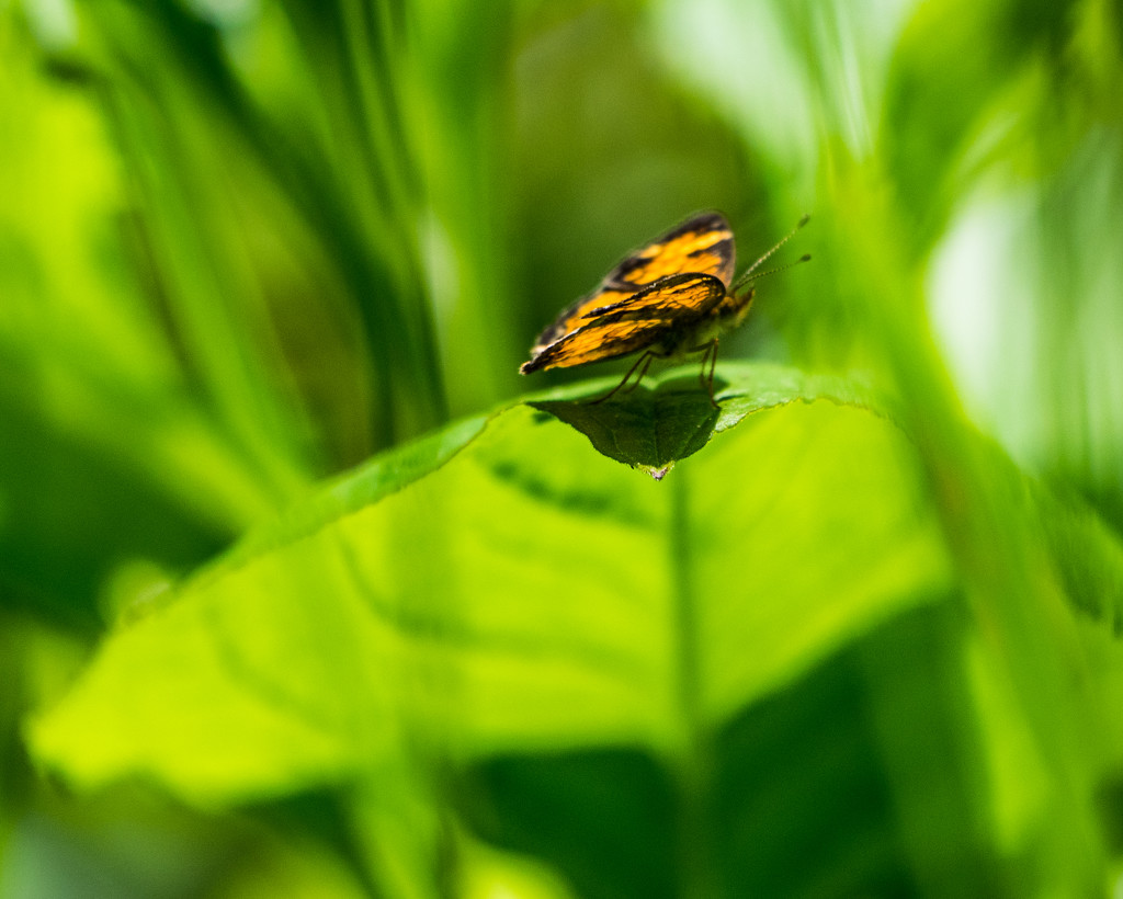 Pearl crescent sideview by rminer