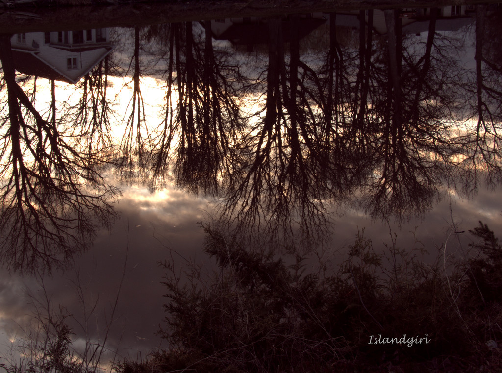Clouds reflected in the Trees     by radiogirl