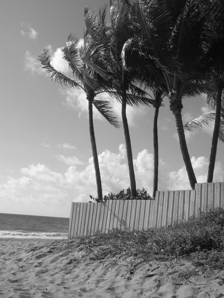 Beach_Palms by granagringa